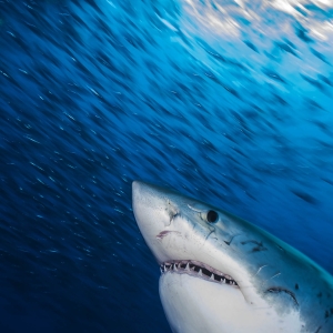 03497-white-shark-guadalupe-mexico-by-jennifer-hayes-dpi-300