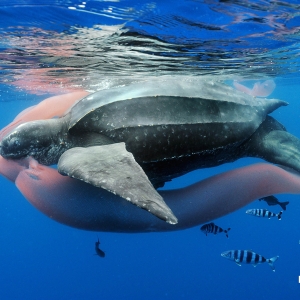 pic-23-57_brian-skerry-usa-feast-of-the-ancient-mariner