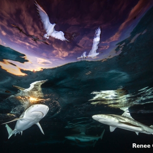 rwnwss-capozzola-3601_sharksskylight_capozzola
