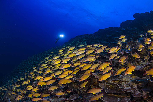 Fakarava MichaelAW Flametail snapper Lutjanus fulvus AW59120