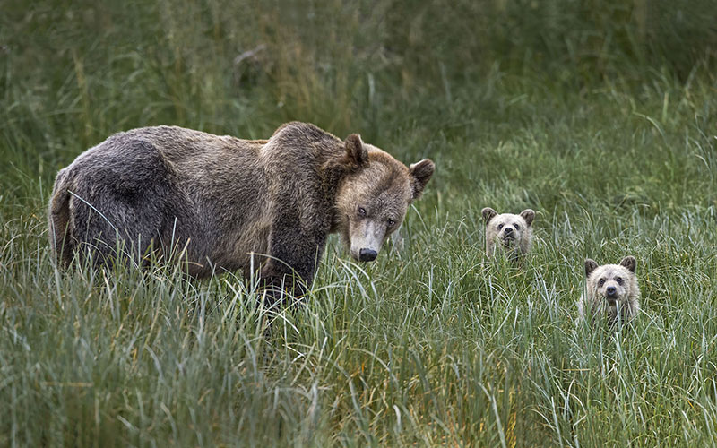 Salmon bear 240BrownBearsUrsus arctos BC 800x500