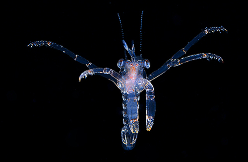 magic in dark 1 smeldonian Spiny Lobster postlarval 9 30 15 6804