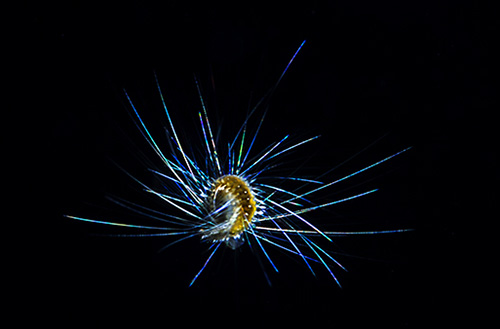 magic in dark 2 Meldonian SEA15