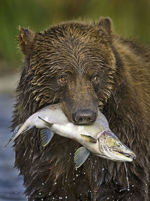 salmon bear Pink salmon2 600x
