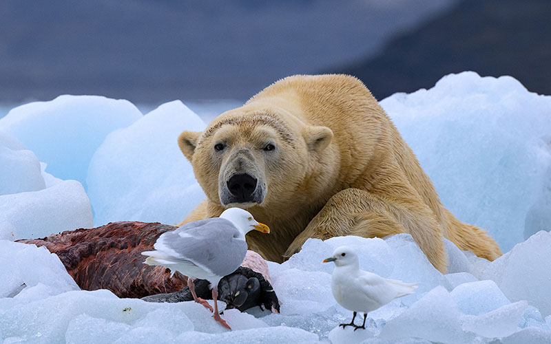 svalbard02 AWF9461