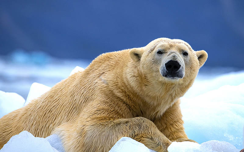 svalbard03 AWF9192