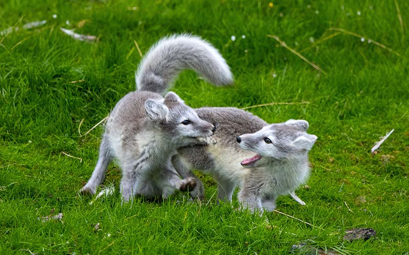 svalbard04 AWF8808