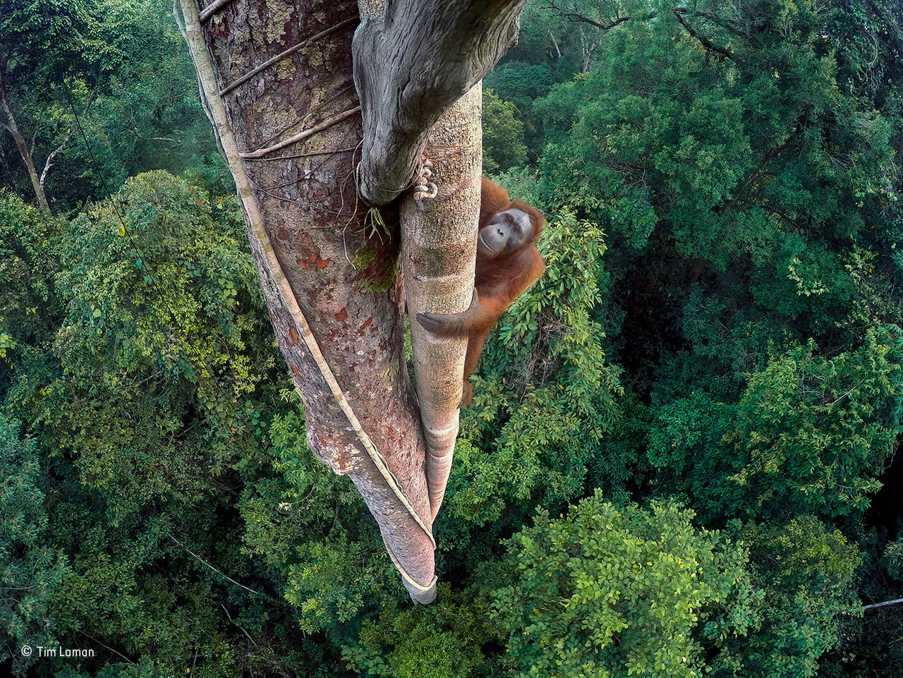 Wildlife Photographer of the Year 